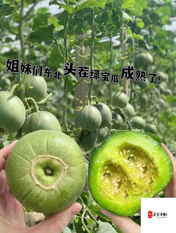 51 吃瓜:今日吃瓜必吃,精彩不容错过