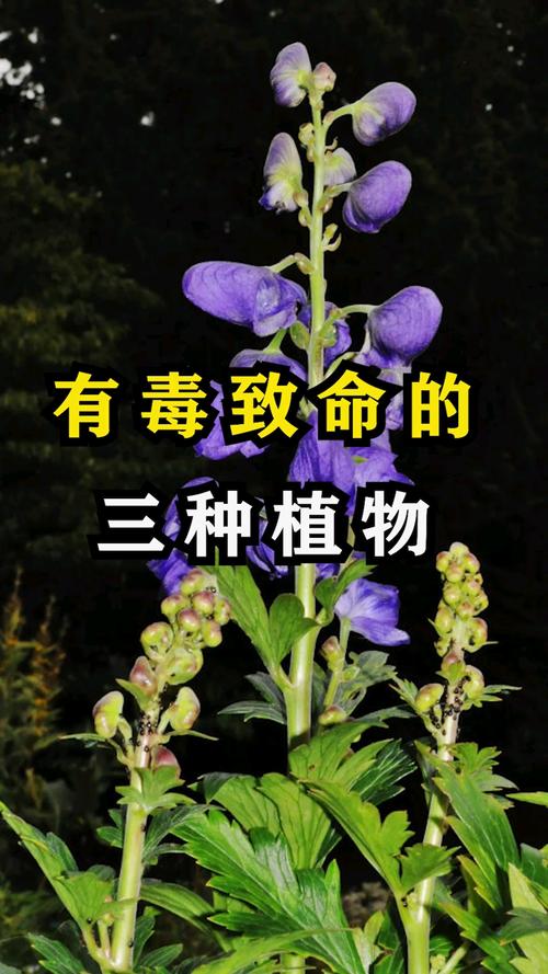 有毒的草开迷人的花图片,资源管理、高效利用与价值最大化