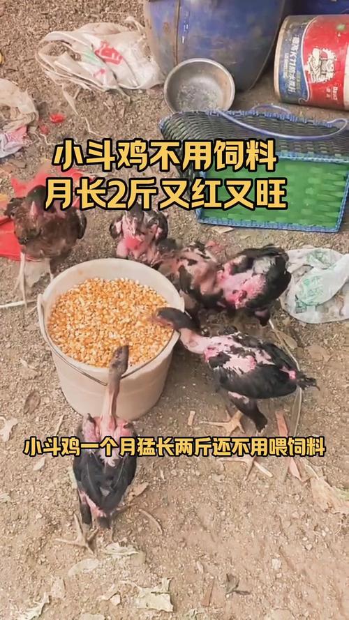 小鸡宝宝助力公益,哪个项目能为孩子提供免费午餐?