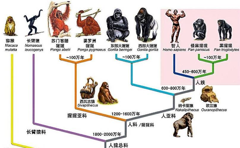 人与兽内射现象背后的科学解析：探索自然界中的罕见繁殖行为及其生态影响