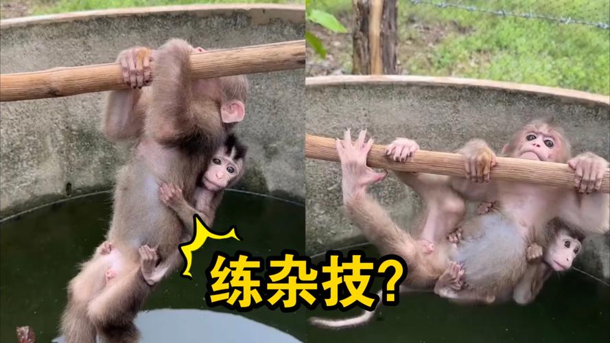 打扑生猴子怎么打?掌握这些技巧让你轻松获胜