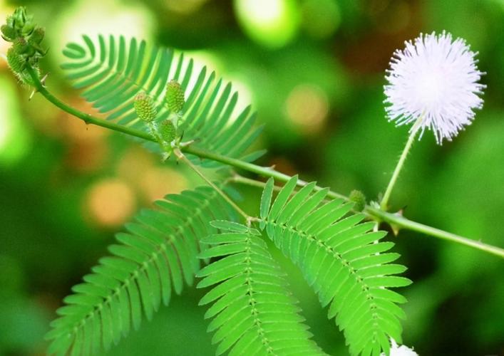 含羞草2024隐藏图究竟有何秘密?带你探索其背后不为人知的精彩